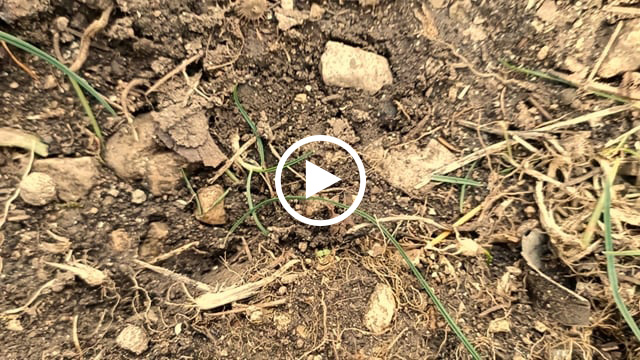 Still capture from Julien Ducret's video